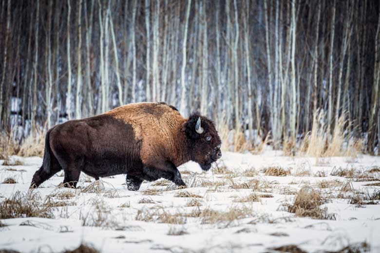 Image of bison at Elk Island National Park courtesy of Travel Alberta, 2019. 